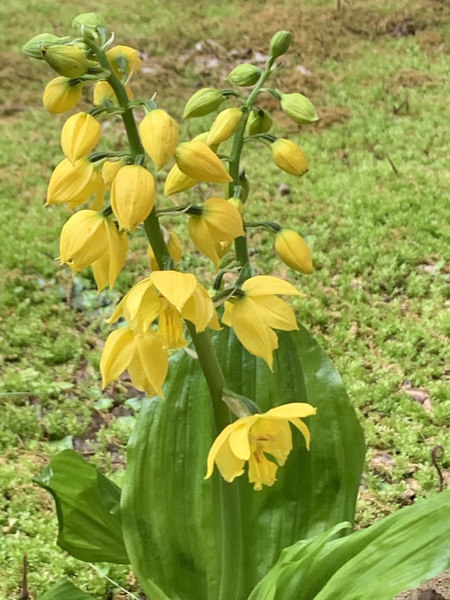 MamaFlowra's tweet photo. #seasonalplants
#flowers
#季節の植物
#calanthesieboldii 
#黄海老根 
#キエビネ https://t.co/xGjFFbuOWg