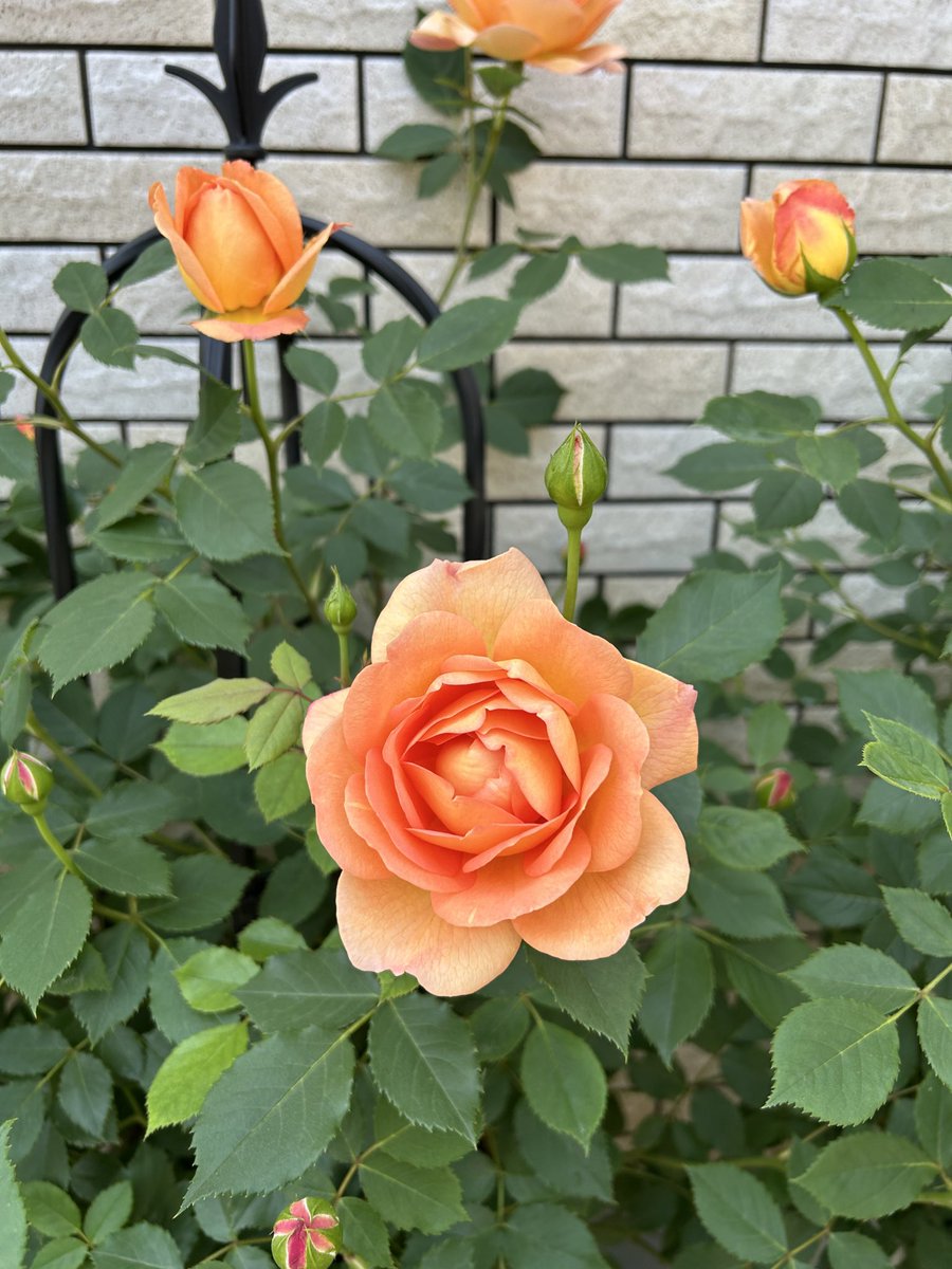 morikumiars's tweet photo. レディ・オブ・シャーロット
今年も咲いてくれました
昨年より花が大きいかも

#レディオブシャーロット
#バラ #rose https://t.co/4s0WtpJ5Ws