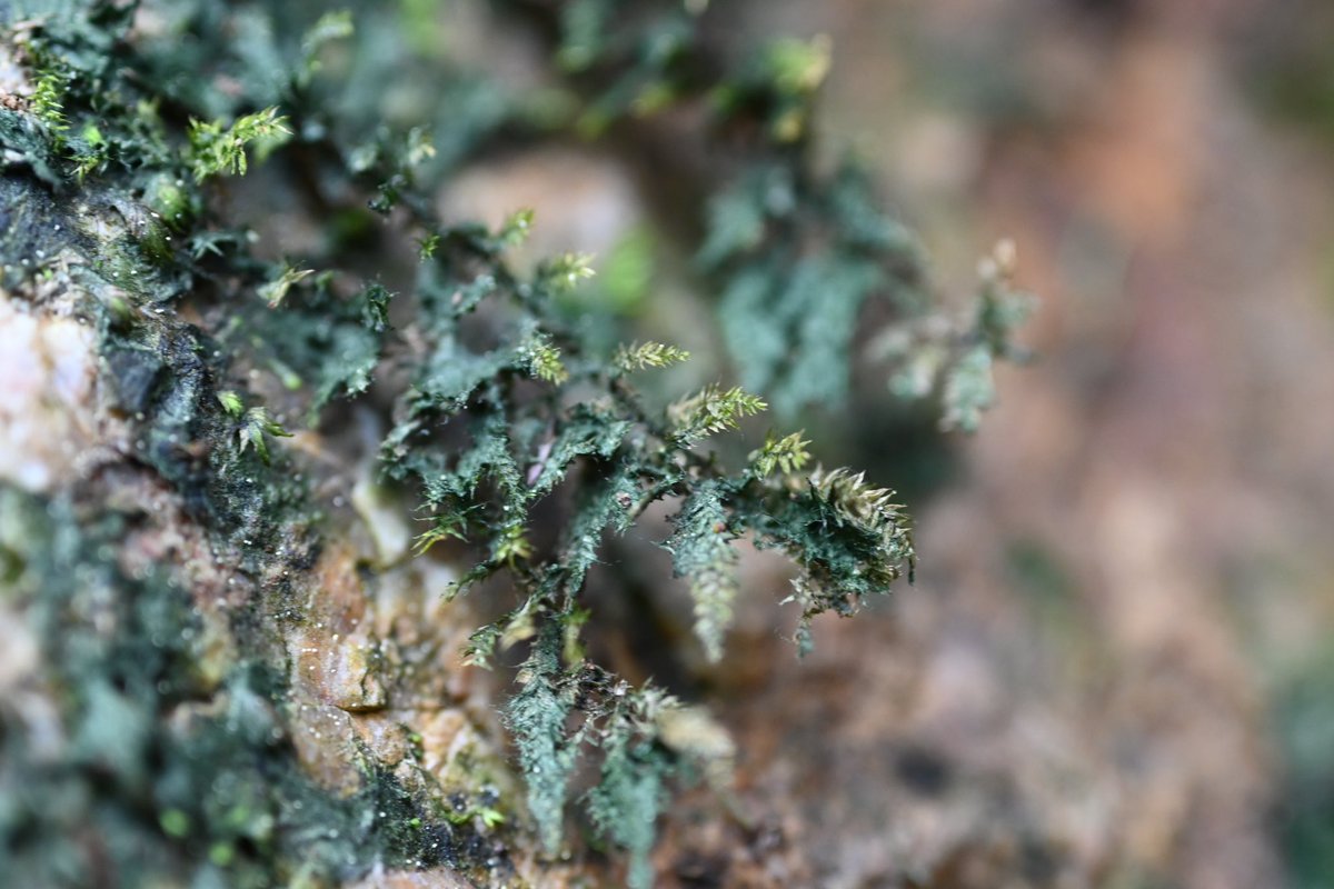 この現象についてどなたか教えてくれませんでしょうか？
藻類または地衣類に覆われているだけなのですかね？

#コケ　#地衣類　#藻類