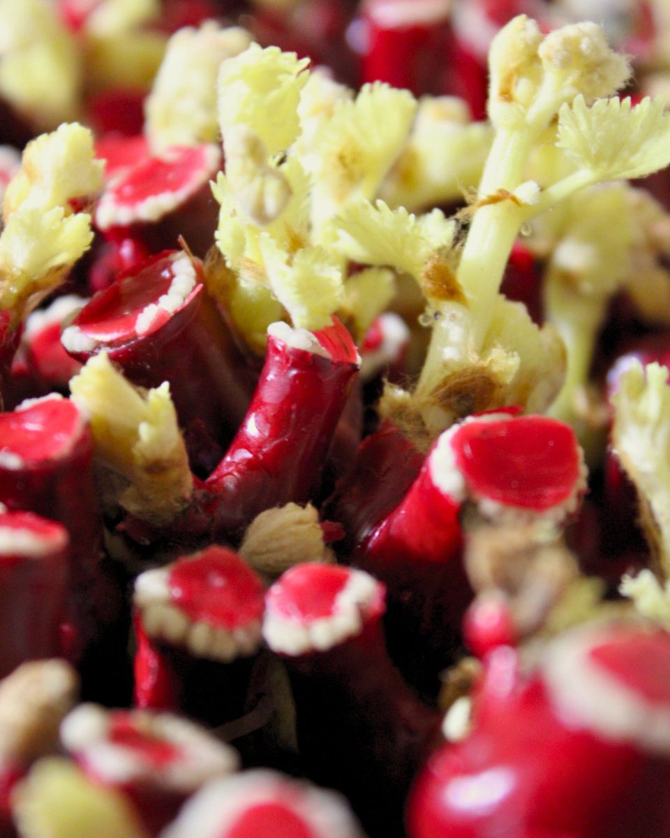 VITIPEP'S tweet media