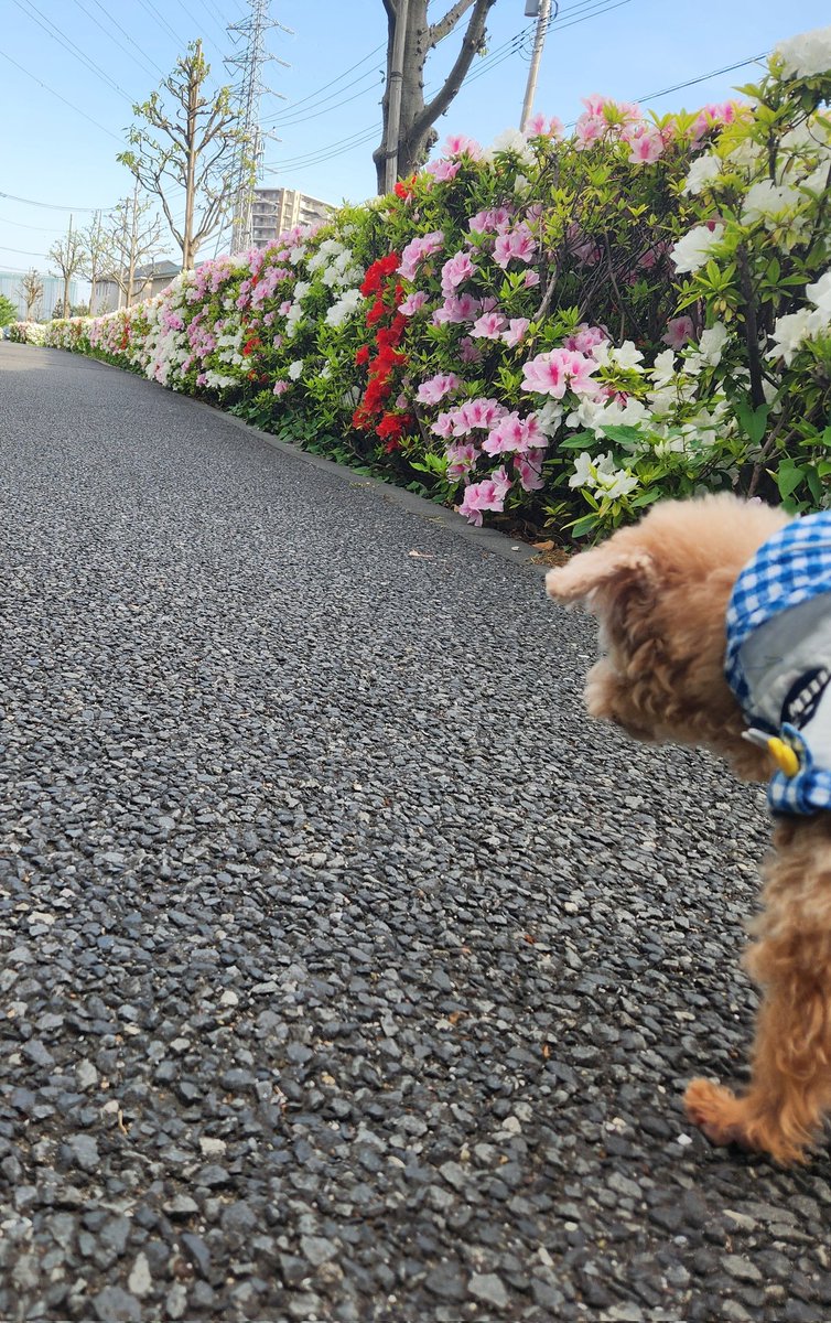 ヨボヨボ散歩、春ですな