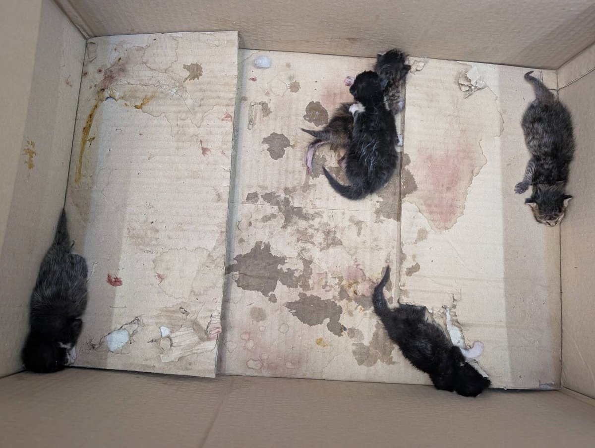 家族とホムセン行ったら、資材売り場で子猫の鳴き声が。
他のお客さんとも、こっちですかね？上じゃないかな？等と探したら、ダンボールに産まれたばかりと思われる子猫発見。
うち、3匹はもう冷たくなって死んでいました。