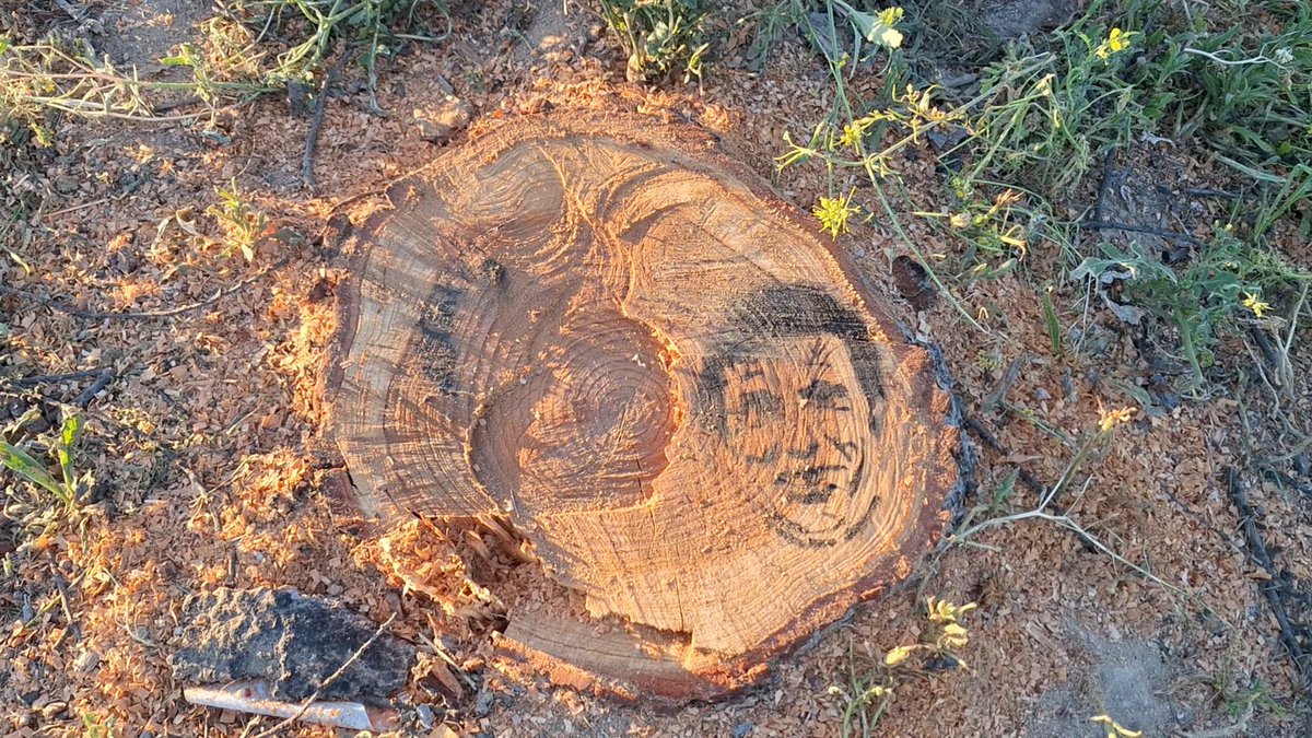 AVMontecarmelo's tweet photo. El Bansky de #Montecarmelo dejó su huella tb en el cedro con el q se ensañ @MADRID @AlmeidaPP_ @bcarabante @urbaser_ tras la sentencia. Tala de nuestro alcalde #Arboricida, pone en el tocón
No estaba acordonada la zona, pero la policía ya ha puesto cinta
#NoMotosierraDeAlmeida https://t.co/mTZMiDj6Il