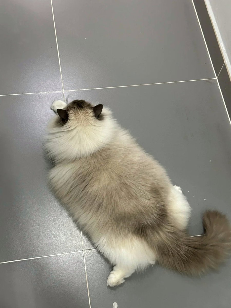 nocontextscats's tweet photo. Carpet https://t.co/I0aiakCBl2