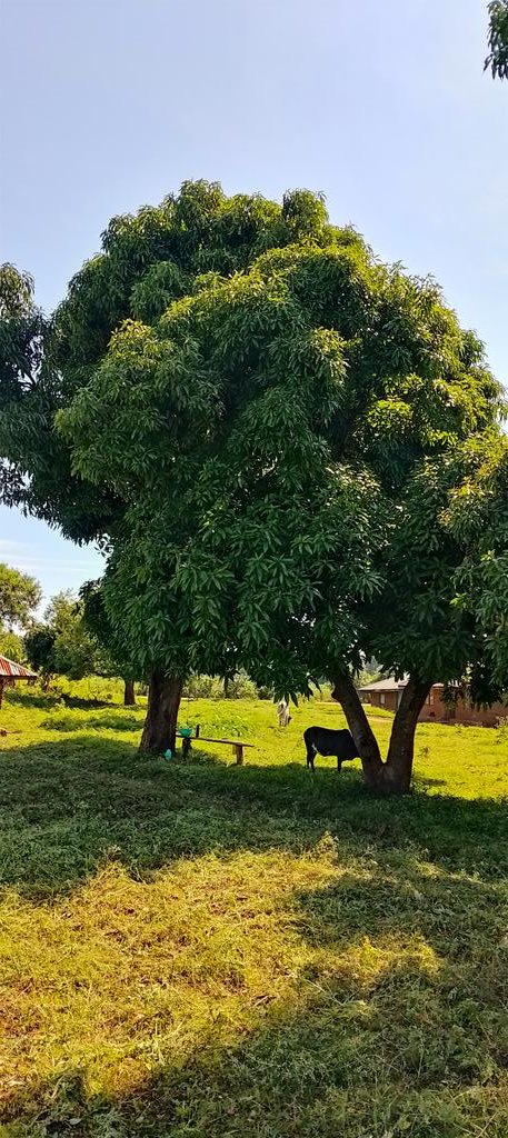Beautiful sunny Sunday morning at home {Kendu Bay}. Enjoying the show plus fresh air the village <a href="/chaolafemefatal/">Chao Tolle</a> <a href="/TheLounge984/">Lounge984</a> <a href="/CapitalFMKenya/">Capital FM Kenya</a>