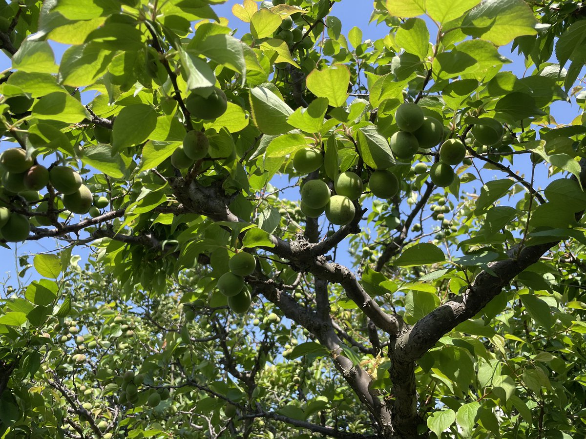 今年は、お日様と雨のバランスが良い。庭の梅が豊作になりそう。