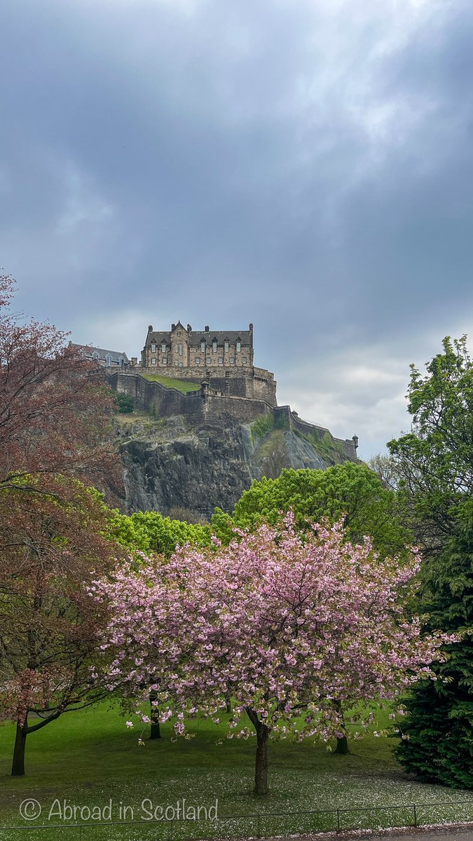 ChelaruCh's tweet photo. 🌸 Edinburgh in full bloom. 🌸

Now’s the moment to wander under cherry blossom skies.

#travel #adventures #scotland  #ScotlandVibes #NatureLover #ScotlandTravel #ScotlandNature #CherryBlossom #Edinburgh #ScotlandInSpring #TheMeadows #SpringVibes https://t.co/8Ny33KSMXy