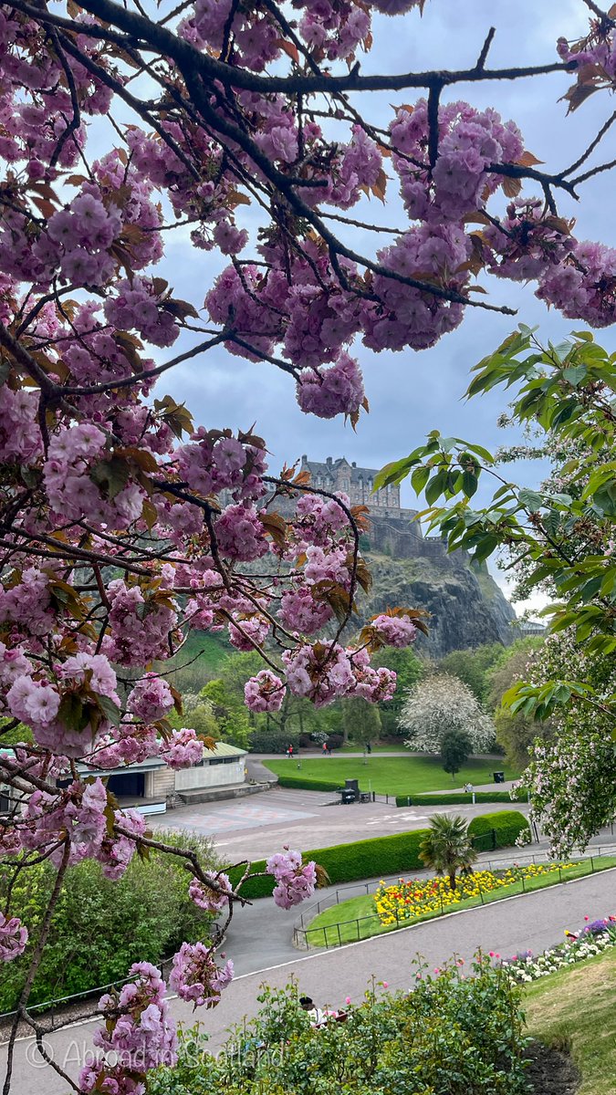 ChelaruCh's tweet photo. 🌸 Edinburgh in full bloom. 🌸

Now’s the moment to wander under cherry blossom skies.

#travel #adventures #scotland  #ScotlandVibes #NatureLover #ScotlandTravel #ScotlandNature #CherryBlossom #Edinburgh #ScotlandInSpring #TheMeadows #SpringVibes https://t.co/8Ny33KSMXy