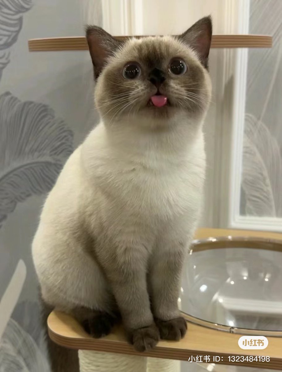 nocontextscats's tweet photo. https://t.co/c79nor8jue