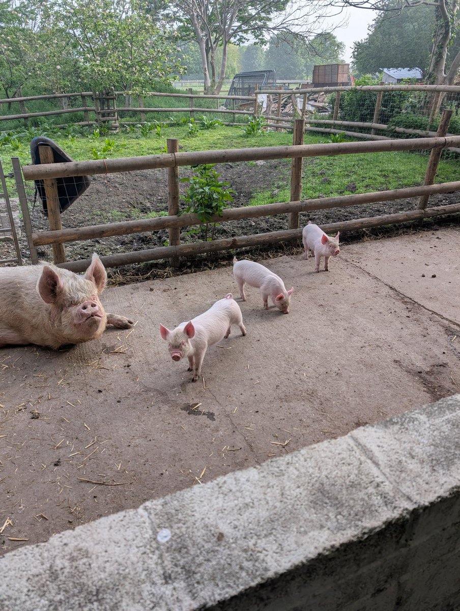 John Booth (@mudchuter) on Twitter photo Quick check round <a href="/mudchute/">Mudchute Park + Farm</a> farm before the marathon kicks off. Reed warbler singing from the bushes bordering the main paddock. No one can walk past the piglets without going 'awwww' #londonbirds <a href="/monastico/">Rev Dr Monastico</a> Quick check round <a href="/mudchute/">Mudchute Park + Farm</a> farm before the marathon kicks off. Reed warbler singing from the bushes bordering the main paddock. No one can walk past the piglets without going 'awwww' #londonbirds <a href="/monastico/">Rev Dr Monastico</a>