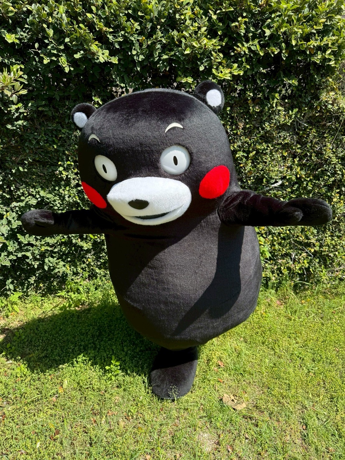 Giant くまもん Amazon.co.jp: くまモン シュタイフ 10周年モデル : ホーム