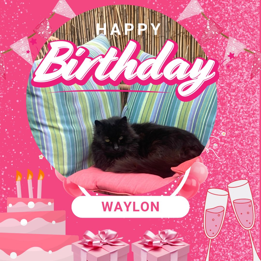 Happy 16th Birthday to our crown prince and ex-Celia Hammond rescue cat Waylon. He is celebrating with a Gourmet breakfast with his bestie, Jasmine… <a href="/CeliaHammond/">Celia Hammond</a> #HappyBirthday #RescueCat