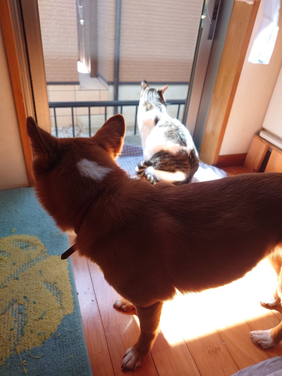 MotoKmi's tweet photo. 平和な日常
#平和な日常
#ねこ
#いぬ https://t.co/b3hpuWc2k5