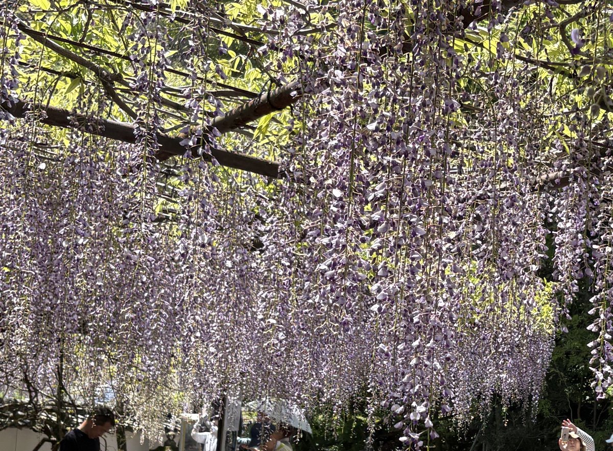 例年、九州はこの時期はもう藤もネモフィラも終わってるけど今年は寒かったみたいで今が見頃！！
カメラ持ってお出かけ楽しい〜！！📷