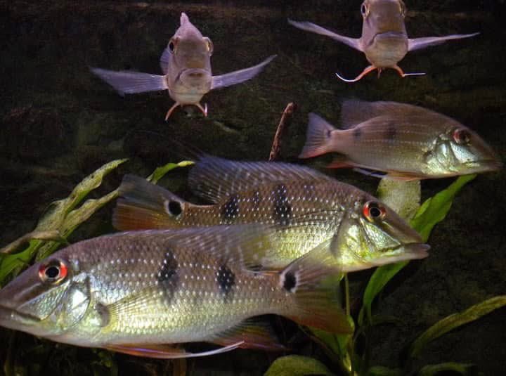 Colettephoto's tweet image. “Swimming in harmony—let’s protect our fish and keep our oceans and waters clean for a healthier, happier world. 🌊🐟 

Photography 📸
— Colette H. Guggenheim 

#ProtectOurFish #CleanWaters #HealthyOceans #FishInFreedom #GlobalUnity #OceanLove #NatureHeals #DenmarkToLA