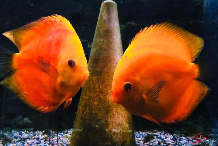 Colettephoto's tweet image. “Swimming in harmony—let’s protect our fish and keep our oceans and waters clean for a healthier, happier world. 🌊🐟 

Photography 📸
— Colette H. Guggenheim 

#ProtectOurFish #CleanWaters #HealthyOceans #FishInFreedom #GlobalUnity #OceanLove #NatureHeals #DenmarkToLA