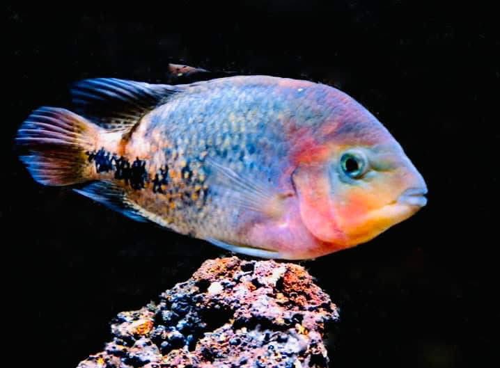 Colettephoto's tweet image. “Swimming in harmony—let’s protect our fish and keep our oceans and waters clean for a healthier, happier world. 🌊🐟 

Photography 📸
— Colette H. Guggenheim 

#ProtectOurFish #CleanWaters #HealthyOceans #FishInFreedom #GlobalUnity #OceanLove #NatureHeals #DenmarkToLA