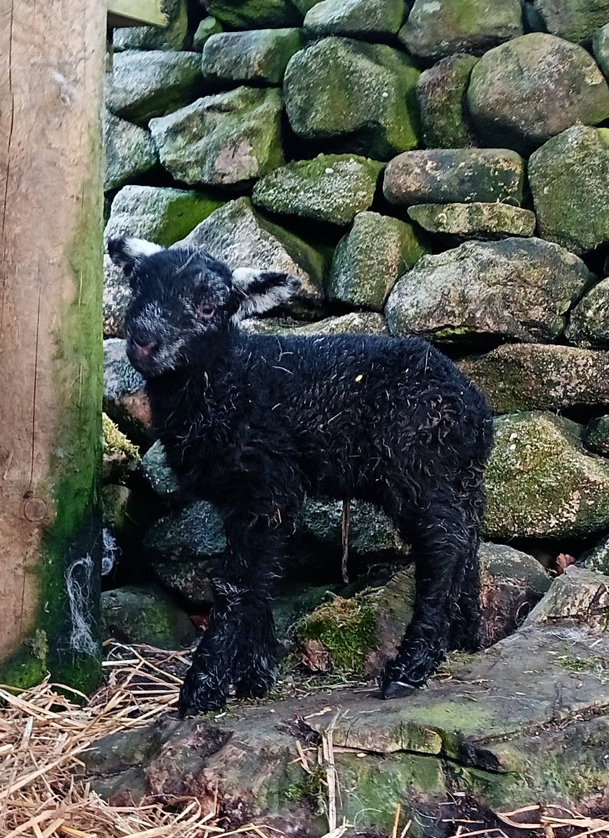 mary_wilko's tweet photo. Mavis's boys complete lambing for 2025 ❤️

#sheep #lambing #lambing2025 #farminglife #farmingneverstops https://t.co/croO0ThJuf
