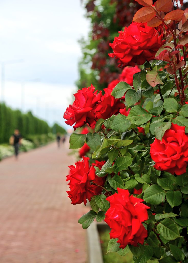 nika1703nika's tweet photo. @DailyPicTheme2 #Red roses
#DailyPictureDaily https://t.co/ouFv8FWs4F