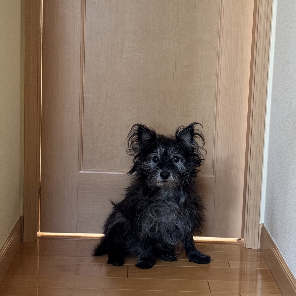 wcNYwc's tweet photo. もしゃもしゃわしゃわしゃ犬 https://t.co/XPdxZX8lEe