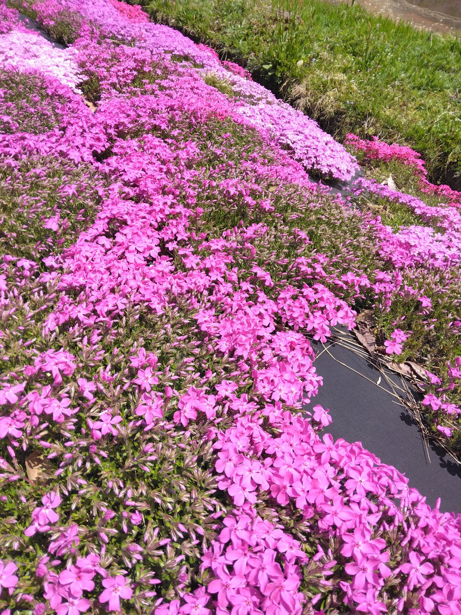 inuneko1118's tweet photo. 食後は芝桜公園で芝桜を愛でた

#芝桜公園
#西粟倉村
#ドライブ https://t.co/NFa3MSQHnw