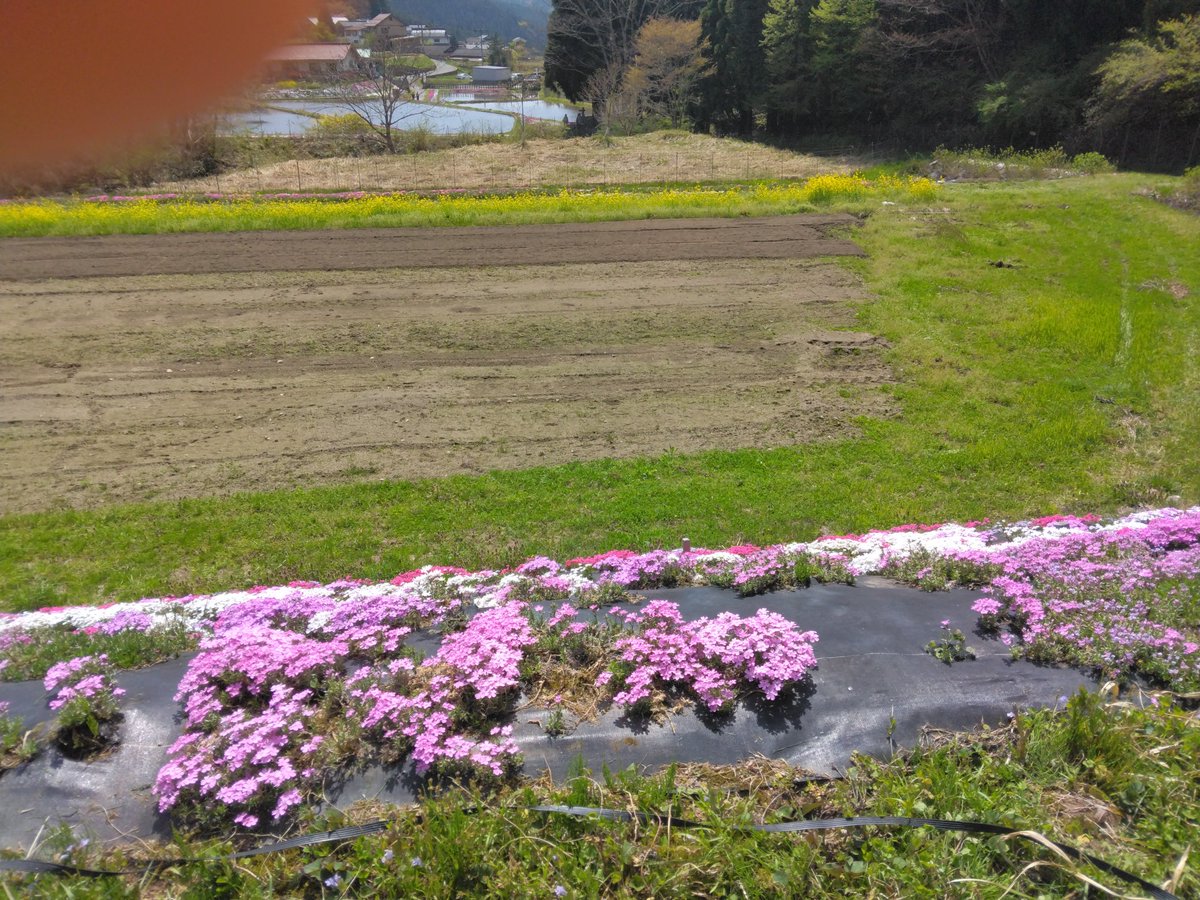 inuneko1118's tweet photo. 食後は芝桜公園で芝桜を愛でた

#芝桜公園
#西粟倉村
#ドライブ https://t.co/NFa3MSQHnw