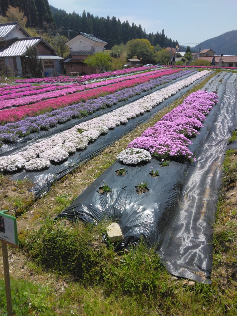 inuneko1118's tweet photo. 食後は芝桜公園で芝桜を愛でた

#芝桜公園
#西粟倉村
#ドライブ https://t.co/NFa3MSQHnw