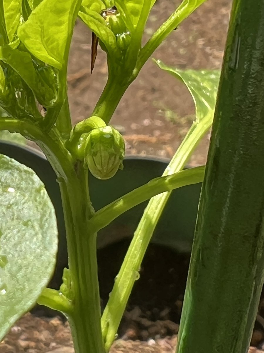 おはこんにちばんわ✨なおちこです☺️

無料で体を動かせる草むしりってのを
やってました🌱
いや〜無料だけあってなかなかのもの
でしたねぇ😓💦ﾅﾆｶﾞ笑

ピーマンくんの蕾がありました🫑
今回も期待したいです🤩👍🏻

#家庭菜園
#ピーマン