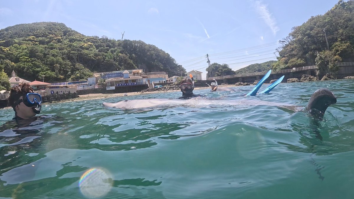 Dolphin_Beach_'s tweet photo. GW２日目
#ドルフィンスイム #イルカと泳ぐ #海が好き #イルカ #ダイビング #dolphin #dolphinswimming #pool #下田海中水族館 #下田 #伊豆 #水族館 #体験ダイビング #ドルフィンダイビング #いるか #カマイルカ #イルカと泳ぎたい https://t.co/XmHM703YEU