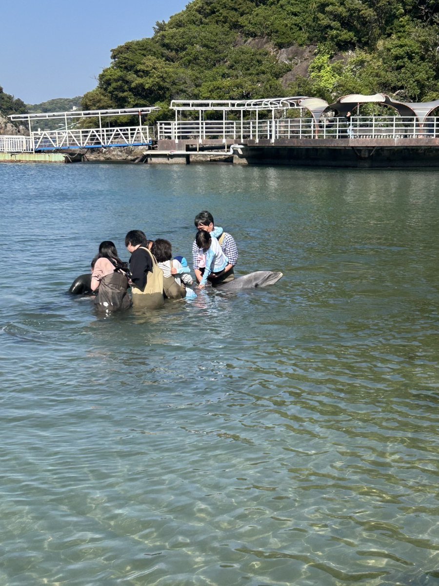 Dolphin_Beach_'s tweet photo. GW２日目
#ドルフィンスイム #イルカと泳ぐ #海が好き #イルカ #ダイビング #dolphin #dolphinswimming #pool #下田海中水族館 #下田 #伊豆 #水族館 #体験ダイビング #ドルフィンダイビング #いるか #カマイルカ #イルカと泳ぎたい https://t.co/XmHM703YEU