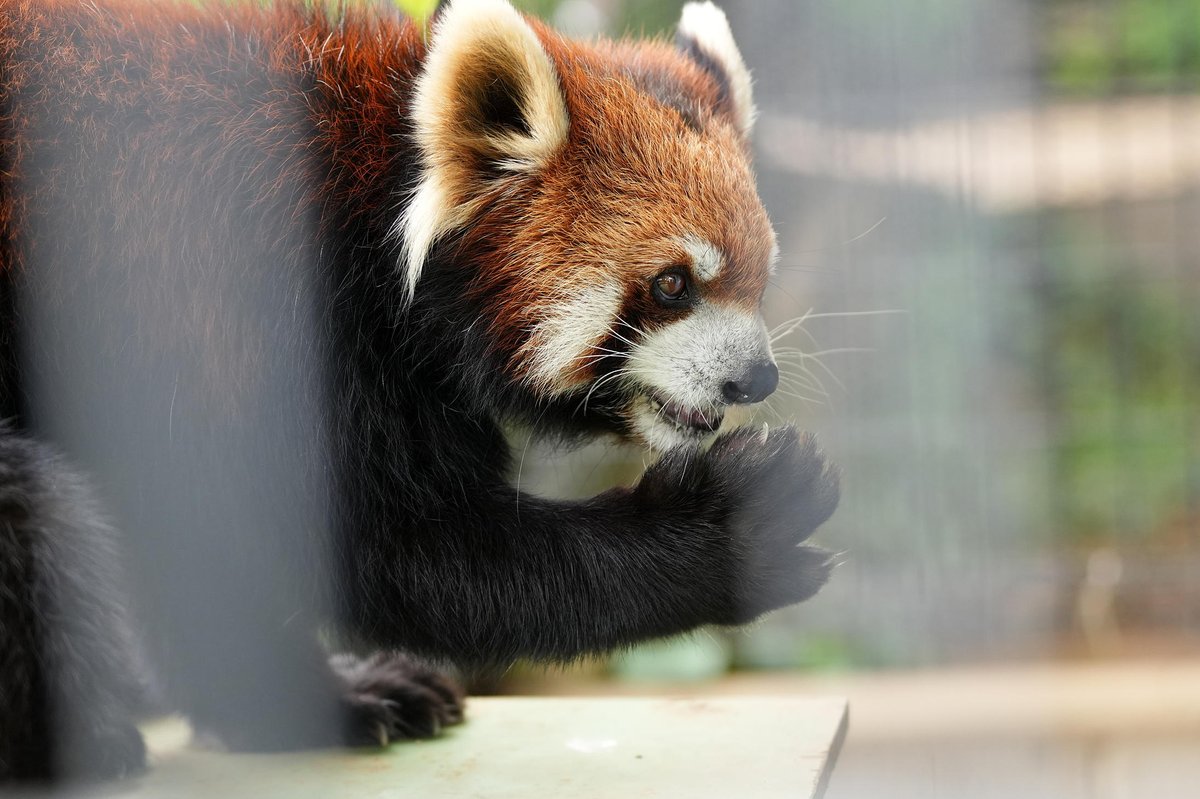 Sacchan31's tweet image. 難関その②(笑)
#市川市動植物園 #梨花 #ムギ #レッサーパンダ