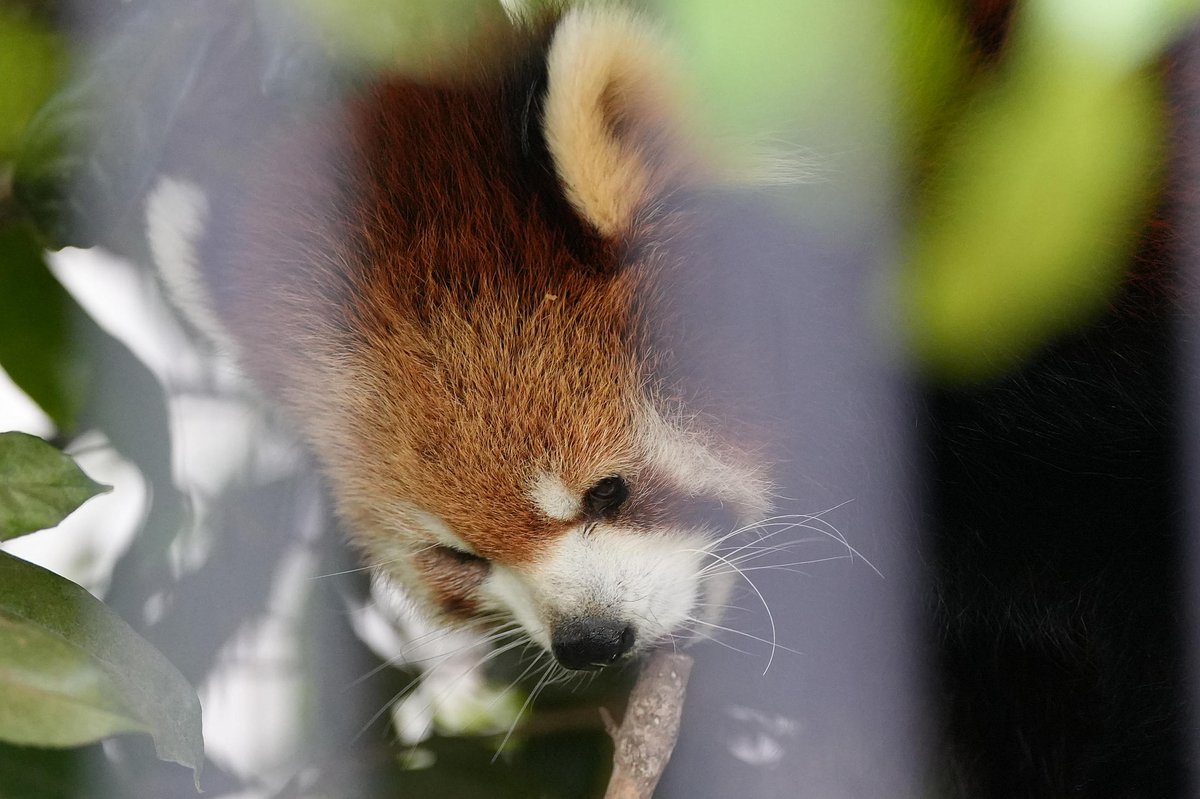 Sacchan31's tweet image. 難関その②(笑)
#市川市動植物園 #梨花 #ムギ #レッサーパンダ