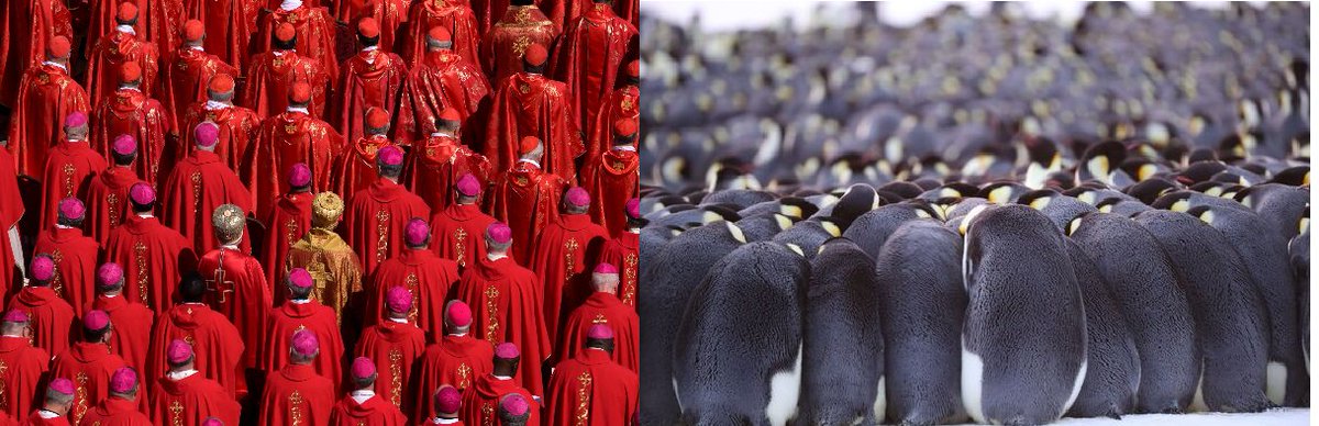 #PopeFrancisFuneral 

The way the cardinals in the red vestments are all packed closely together, all facing mostly the same direction, looks like a huddle of penguins bracing against the Antarctic wind. 🐧❄️

Penguins huddle for warmth and unity.
Cardinals gather to mourn.