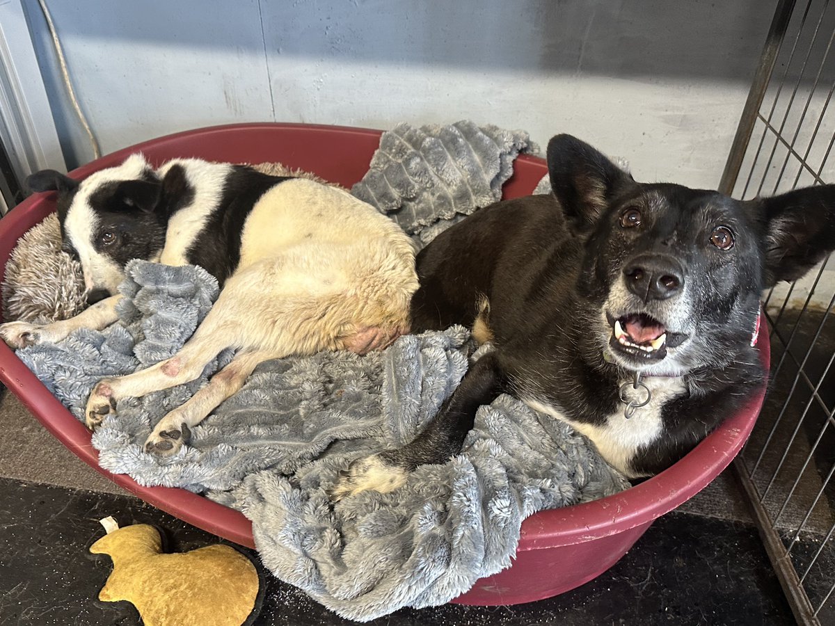 Dogs 4 Rescue tweet media