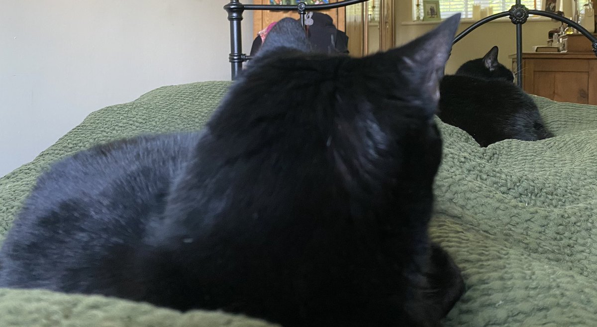 LisaRH17's tweet photo. @blackscats I think we’re having a duvet morning   🐈‍⬛🐈‍⬛ https://t.co/mGAMy8WQyG
