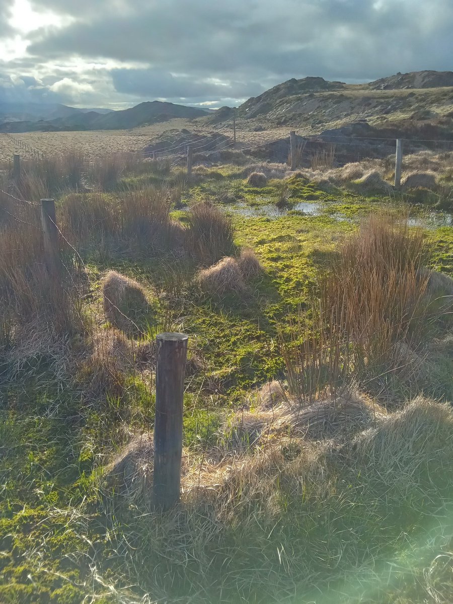 When you come across a boghole fenced off like this in the Irish mountains, you know it's a real man-eater/cow-eater.
I always have an urge to run across it really fast, and see can I avoid falling in!