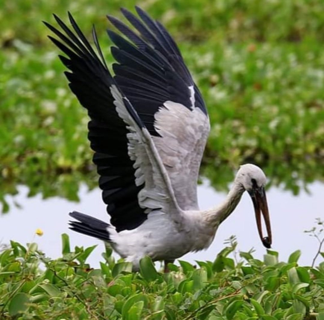 birdbasu's tweet photo. Save birds https://t.co/G3YHzIwPA3