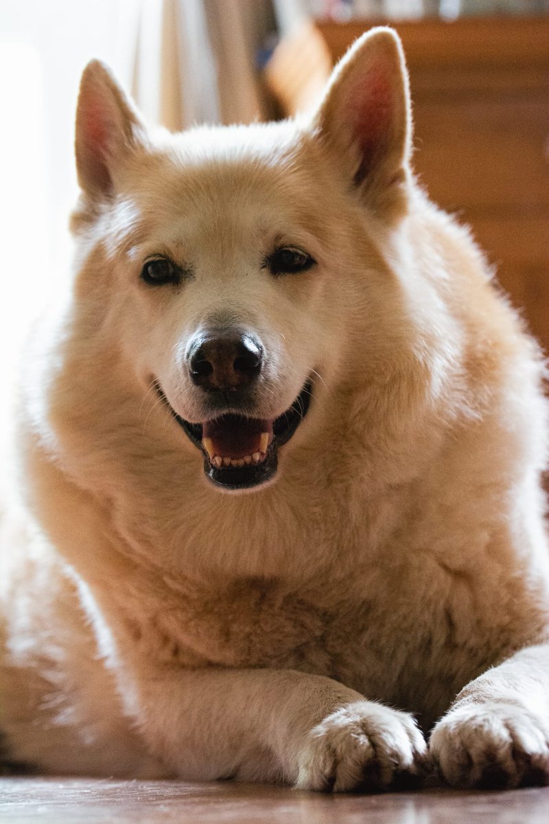 Thank you so much to every single person who left a message or a comment on my last post. I'm heartbroken and life without my boy is going to be difficult. Leo was more than just my dog, he absolutely was my world.  You're a fantastic community! X