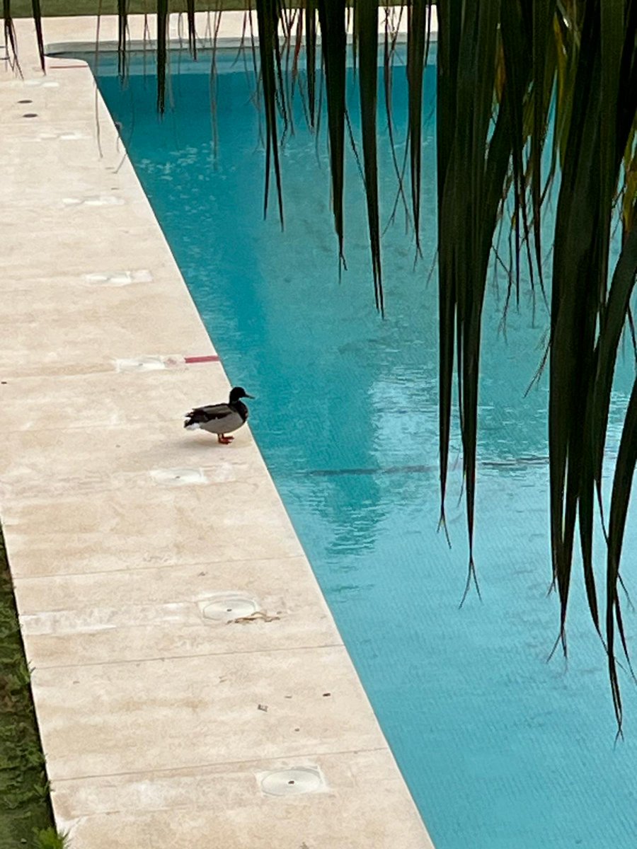 <a href="/RaiolaNetworks/">Raiola Networks</a>  vuestro embajador de marca ha llegado el primero al #ContributorDay.

#Hosting #RaiolaMola #PaToLaVida #WCMLG25