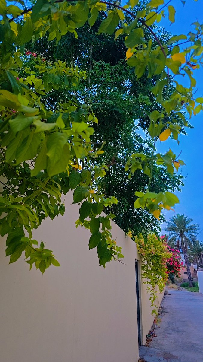 "وراء كُل شيء لمّ يتحقق خيرٌ أرادهُ الله لك ؛ قُل إن الأمر كُله لله ثُم عِش بطمأنينة."