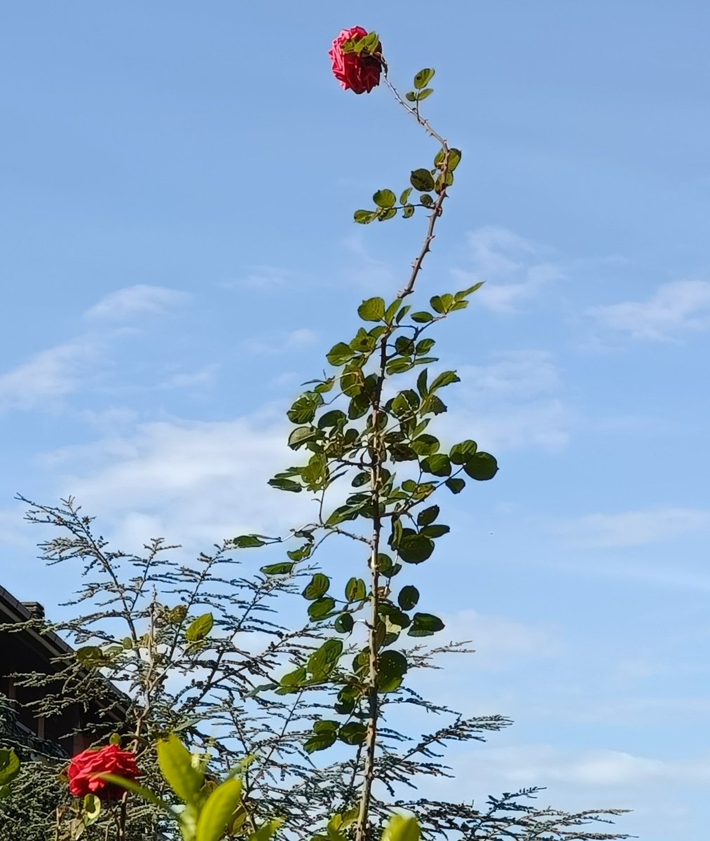 ZeroNodi's tweet image. Una rosa ... Un pensiero..
#runningtime 🏃🏃🌹🌹