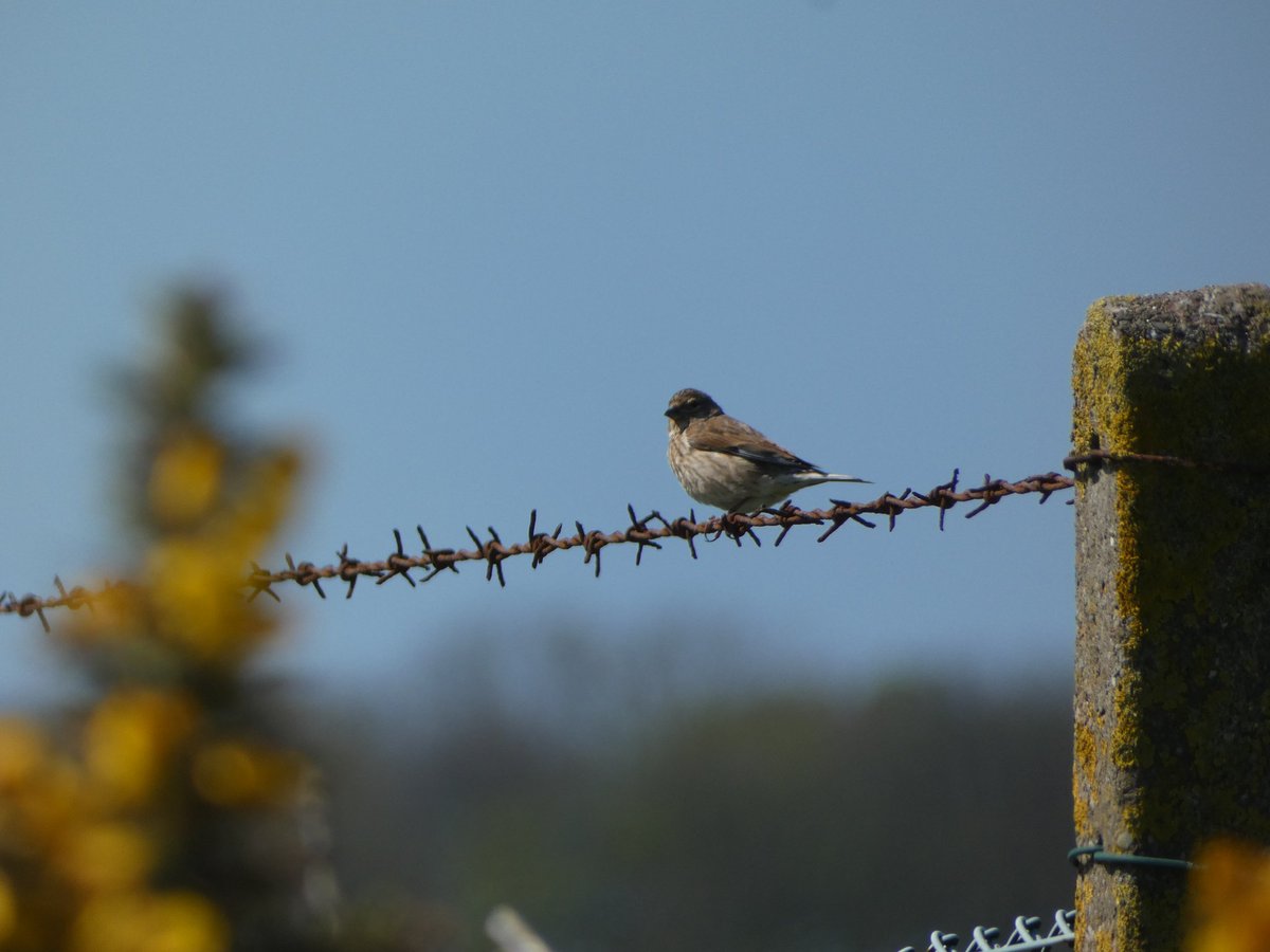 Still slowly working my way to my #200 birds for 2025! Lots of skylarks and stonechats and a fab kestrel on coastal path 😁🦅☀️🌊 #glamorganheritagecoast #BirdsOfTwitter #BirdsSeenIn2025
