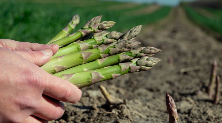 FarmersGuide's tweet image. The sunniest March on record has contributed to a bumper early harvest of British asparagus and rhubarb 🙌

farmersguide.co.uk/arable/other-c…

#BritishAsparagus #Asparagus #BritishRhubarb #RhubarbSeason #Ocado #FreshProduce #FarmToTable #HealthyEating #SeasonalFood @ocado