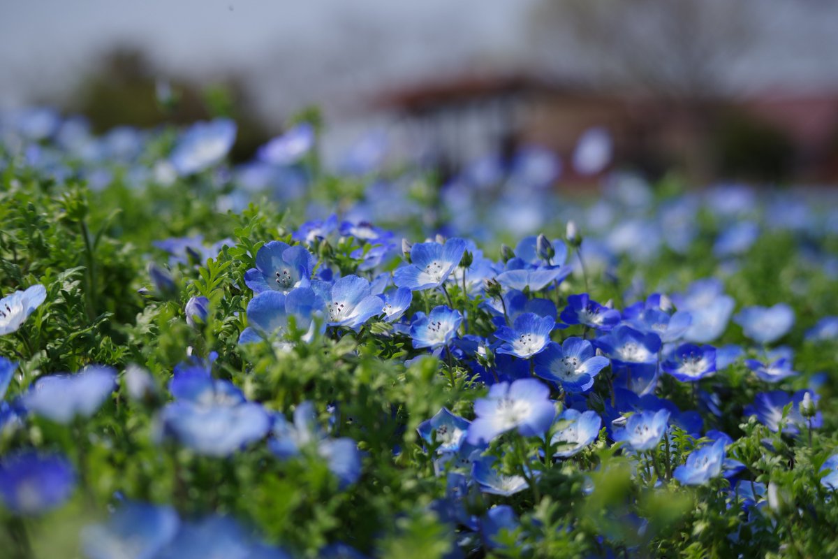 velix's tweet photo. あんまり使ってる人いないけど、ペンタックスも良いですよ。

#pentax kf
#55-300 PLM https://t.co/a1X6YZJcUd
