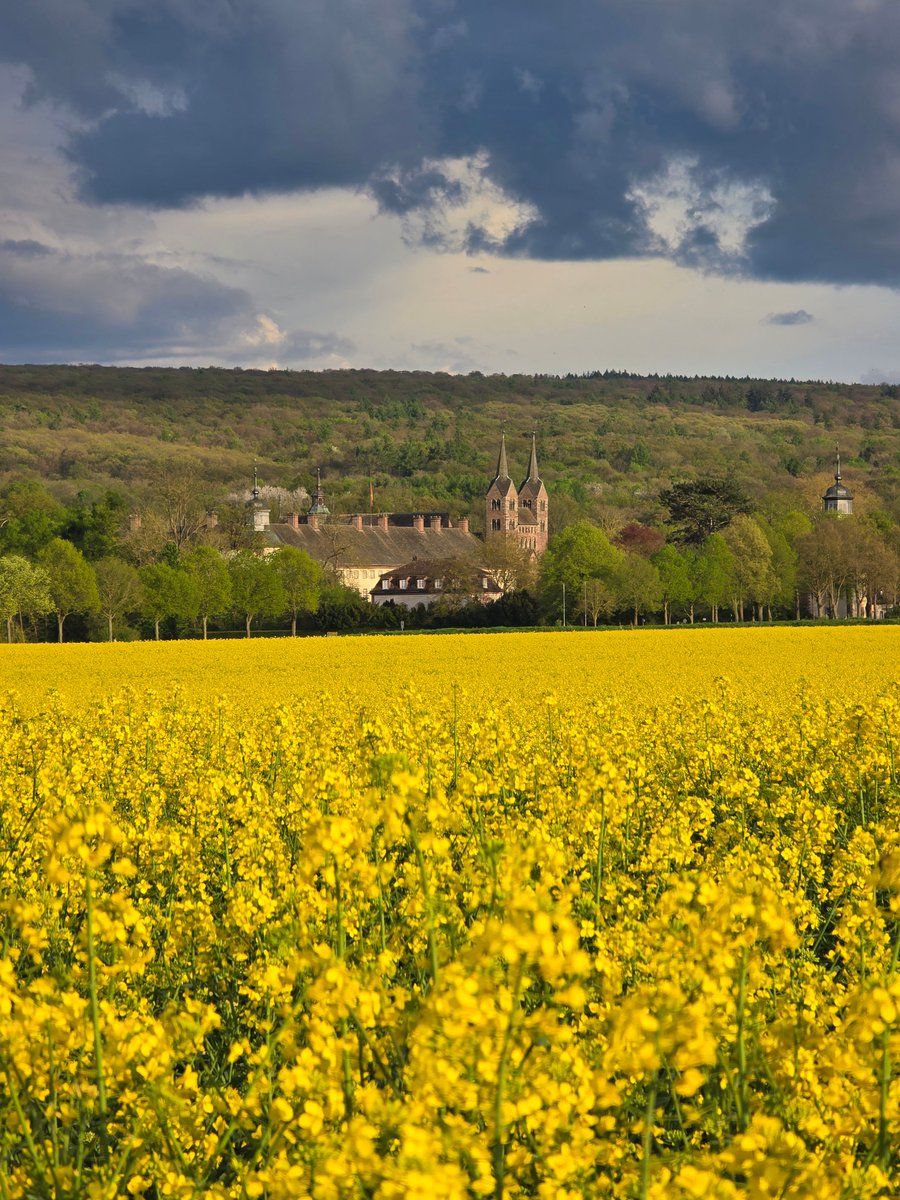 CorveyWestwerk's tweet photo. An diesem sonnigen Sonntag ein Fotogruß aus #Corvey. Nach einigen Jahren blüht auf einem Feld nordwestlich des Welterbes mal wieder der Raps. Diese Leuchtkraft mussten wir im Bild festhalten! 📷
Wir wünschen einen schönen Sonntag.
#welterbecorvey #höxter #weserbergland #raps https://t.co/NX9ZTKggaD
