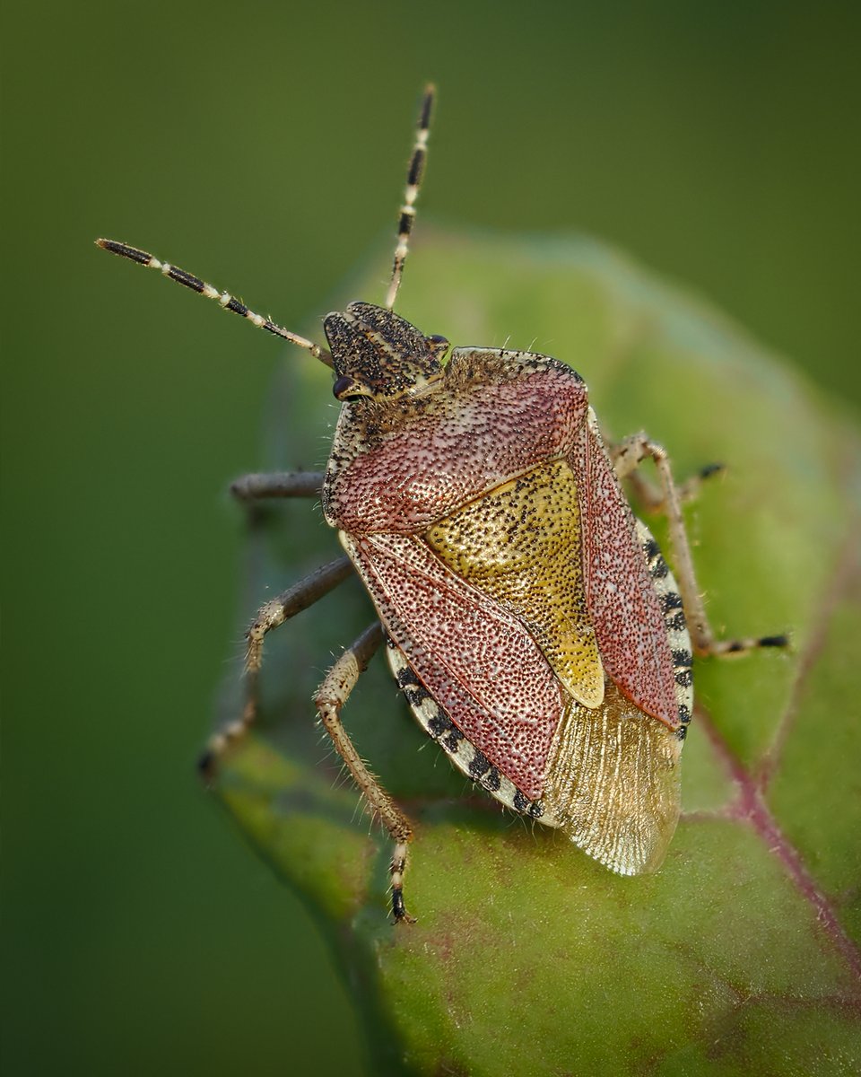 A Hairy shieldbug on the lookout for tasty fruits and flowers #gardensafari 🌿🪲💚

#insect #wildlife #nature #bug #naturelovers #NatureBeauty #wildlifephotography #gardening