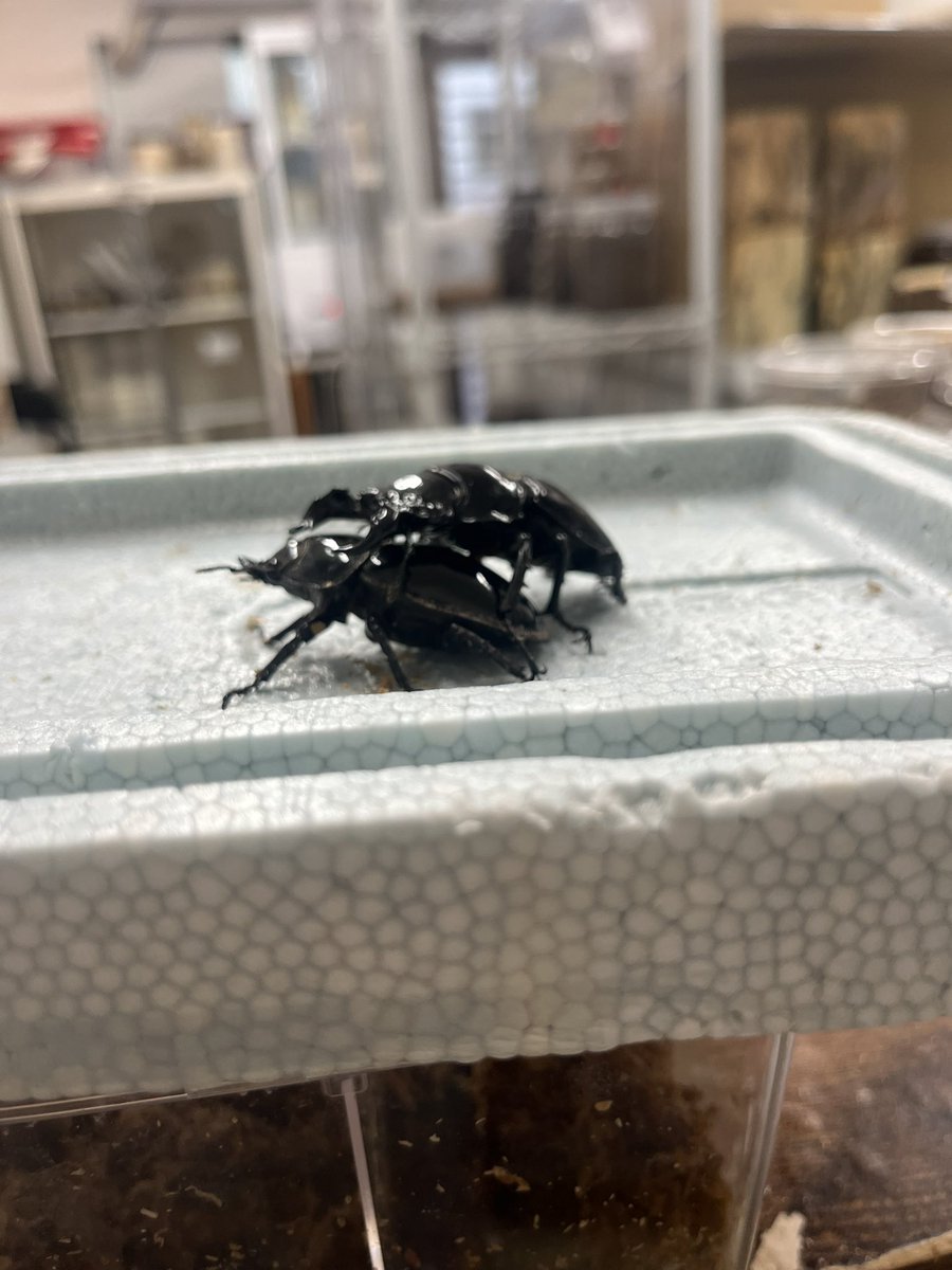 昆虫ショップBIG BEETLE (@BigBeetle10) / X 昆虫ショップBIG BEETLE (@BigBeetle10) / X