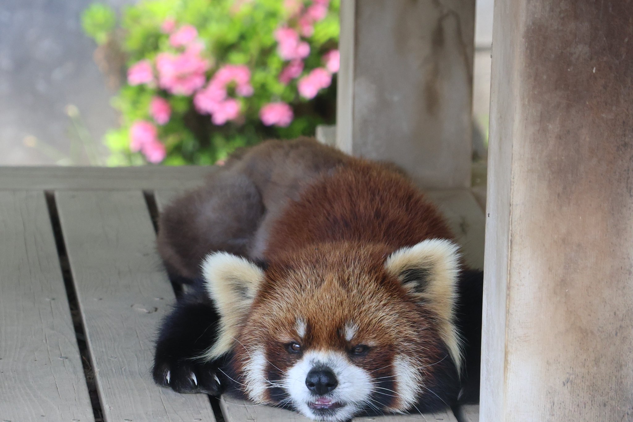 ポストカード レッサーパンダ | 千葉市動物公園オフィシャル