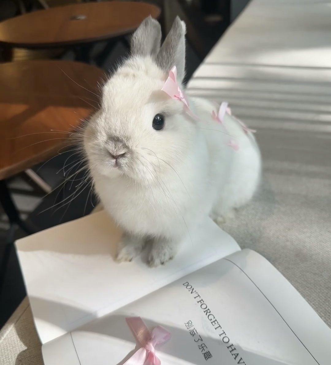 animals wearing bows (@animalswithbows) on Twitter photo 