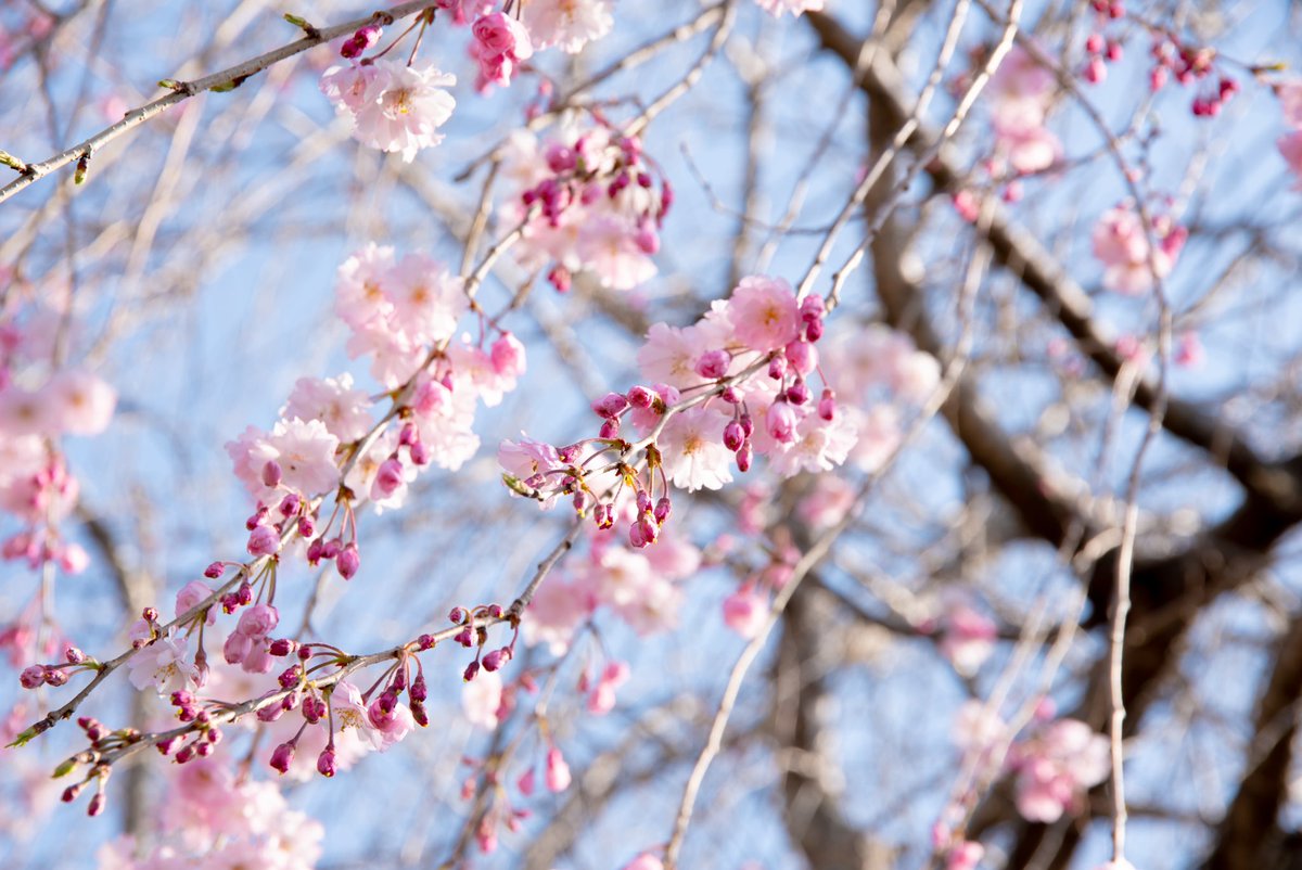 mokama_camera's tweet image. 桜きれいだったね🌸